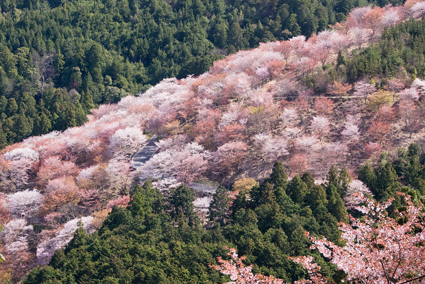 吉野山 | 奈良観光ＪＰ